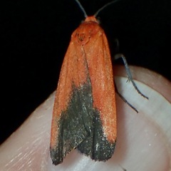 Ptychoglene coccinea