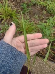 Coleataenia rigidula