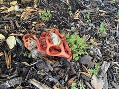 Clathrus ruber