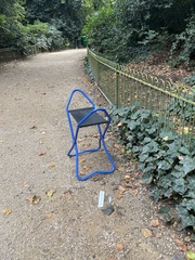 Columba livia domestica