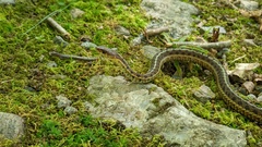 Thamnophis sirtalis pallidulus
