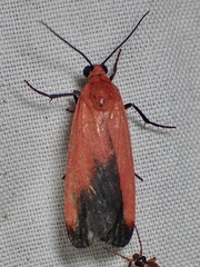 Ptychoglene coccinea