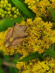 Carpocoris fuscispinus