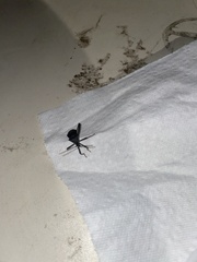 Acanthocephala terminalis