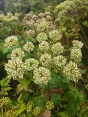 Angelica triquinata