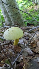 Retiboletus