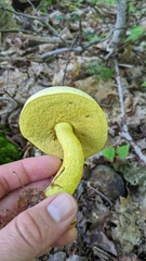 Retiboletus