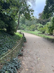 Columba livia domestica