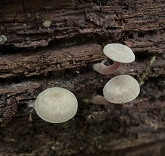 Callistosporium purpureomarginatum
