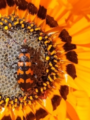 Mimesthes maculicollis