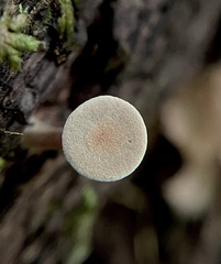 Callistosporium purpureomarginatum