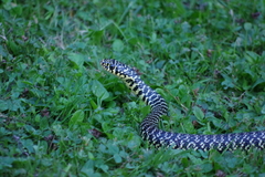 Hierophis viridiflavus
