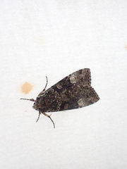 Anaplectoides