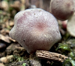 Callistosporium purpureomarginatum