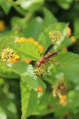 Polistes rubiginosus