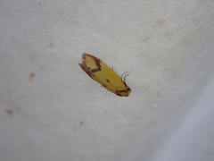 Agapeta zoegana