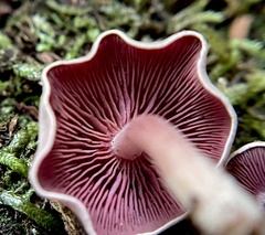 Callistosporium purpureomarginatum