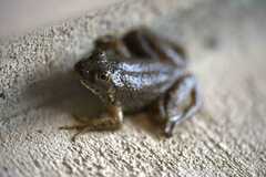 Lithobates catesbeianus