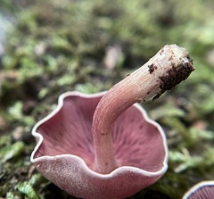 Callistosporium purpureomarginatum
