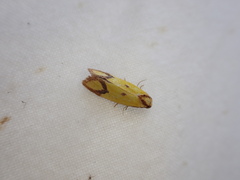 Agapeta zoegana
