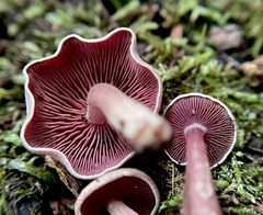 Callistosporium purpureomarginatum