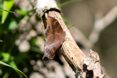 Memphis moruus