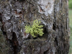 Letharia vulpina