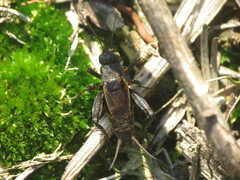 Allonemobius fasciatus