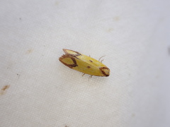 Agapeta zoegana
