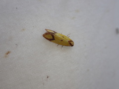 Agapeta zoegana
