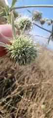 Eryngium macrocalyx