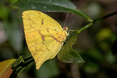 Phoebis neocypris