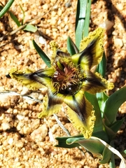 Ferraria variabilis