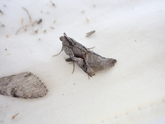 Autographa ampla