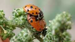 Hippodamia variegata