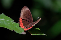 Biblis hyperia