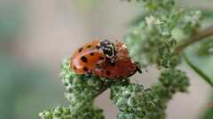 Hippodamia variegata