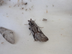 Autographa ampla