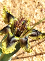 Ferraria variabilis