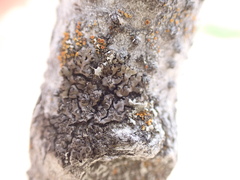 Phaeophyscia