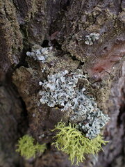 Hypogymnia physodes