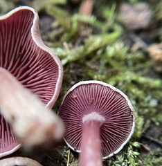 Callistosporium purpureomarginatum