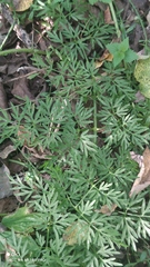 Apioideae