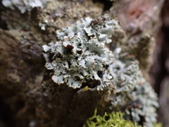 Hypogymnia physodes