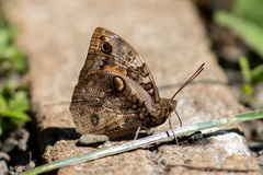 Opsiphanes invirae