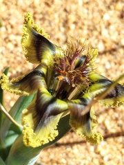 Ferraria variabilis