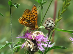 Argynnis adippe