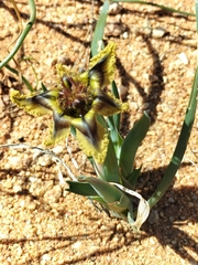 Ferraria variabilis