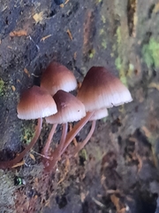 Mycena haematopus