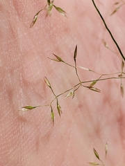 Agrostis